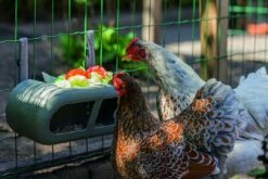 Beeztees Voerbak Kip Grijs -Beeztees Verkoop 2024 0018253 sfeer1