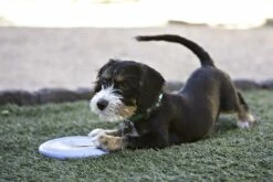 Kong Puppy Flyer Assorti 7 Kong Puppy Flyer Assorti -Beeztees Verkoop 2024 0035585131160 met hond