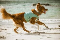 Hurtta Cooling Wrap Aquamarine -Beeztees Verkoop 2024 0227271 met hond