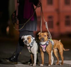 Hurtta Harnas Weekend Warrior Neon Licorice -Beeztees Verkoop 2024 0228590 met hond 3