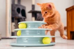 Beeztees Kitten Speeltoren Bo Mint 7 Beeztees Kitten Speeltoren Bo Mint -Beeztees Verkoop 2024 0440416 sfeer1