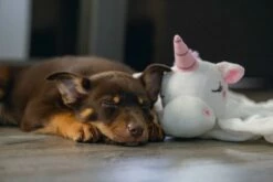 Beeztees Puppy Knuffeldoek Unicorn M 9 Beeztees Puppy Knuffeldoek Unicorn M -Beeztees Verkoop 2024 0619491 sfeer3