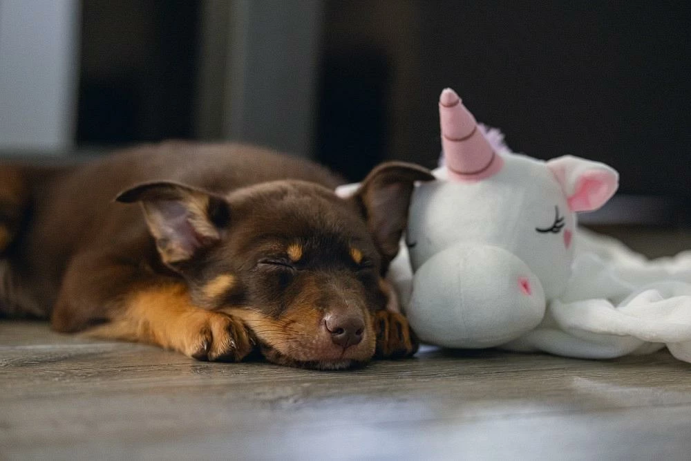 Beeztees Puppy Knuffeldoek Unicorn M 6 Beeztees Puppy Knuffeldoek Unicorn M - Afbeelding 4