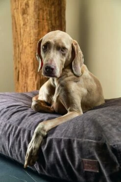 Designed By Lotte Hondenkussen Unnay Bruin -Beeztees Verkoop 2024 0716075 sfeer1