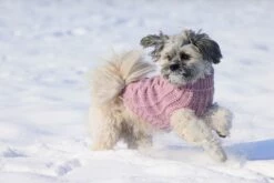 Designed By Lotte Hondentrui Haida Roze 9 Designed By Lotte Hondentrui Haida Roze -Beeztees Verkoop 2024 0766671 sfeer3