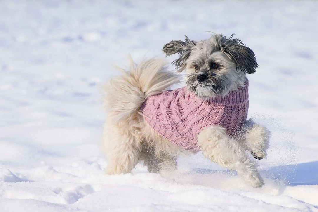 Designed By Lotte Hondentrui Haida Roze 6 Designed By Lotte Hondentrui Haida Roze - Afbeelding 4