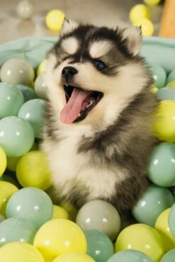 Beeztees Puppy Ballenbad Funchie Grijs/groen 9 Beeztees Puppy Ballenbad Funchie Grijs/groen -Beeztees Verkoop 2024 0795858 sfeer2