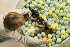 Beeztees Puppy Ballenbad Funchie Grijs/groen 8 Beeztees Puppy Ballenbad Funchie Grijs/groen -Beeztees Verkoop 2024 0795858 sfeer3