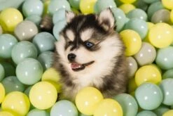 Beeztees Puppy Speelballen Voor Ballenbad 200 St 7 Beeztees Puppy Speelballen Voor Ballenbad 200 St -Beeztees Verkoop 2024 0795860 sfeer3