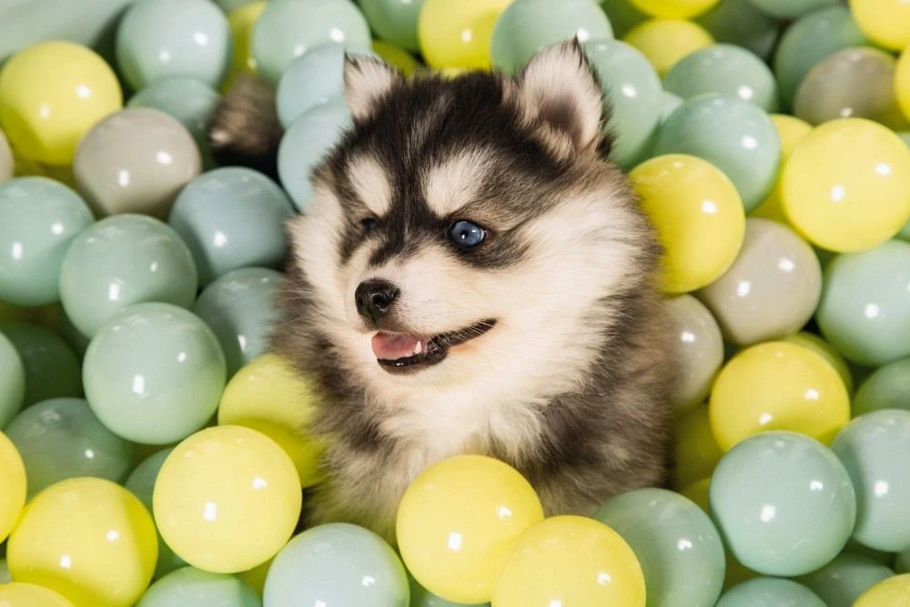 Beeztees Puppy Speelballen Voor Ballenbad 200 St 5 Beeztees Puppy Speelballen Voor Ballenbad 200 St - Afbeelding 3