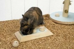 Beeztees Braingame Ballira Mint -Beeztees Verkoop 2024 0811115 sfeer1