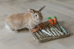 Beeztees Knaagdierspeelmat Nature -Beeztees Verkoop 2024 0811182 sfeer2