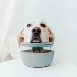 District 70 Treat Jar Ice Blue -Beeztees Verkoop 2024 2J8A7537 1