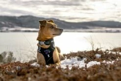 Hurtta Harnas Weekend Warrior Black 10 Hurtta Harnas Weekend Warrior Black -Beeztees Verkoop 2024 6410329333941 0228550 1