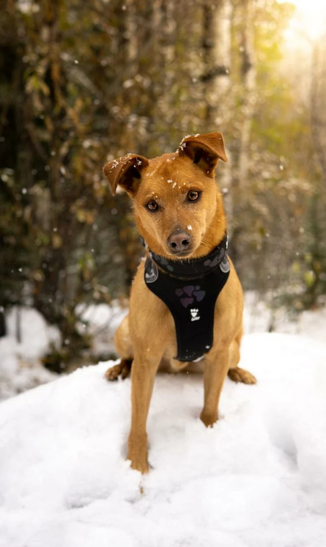 Hurtta Harnas Weekend Warrior Black 7 Hurtta Harnas Weekend Warrior Black - Afbeelding 5