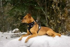 Hurtta Harnas Weekend Warrior Black 13 Hurtta Harnas Weekend Warrior Black -Beeztees Verkoop 2024 6410329333941 0228550 4