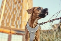 Hurtta Harnas Venture No-Pull Shadow -Beeztees Verkoop 2024 6410329340505 met hond 1