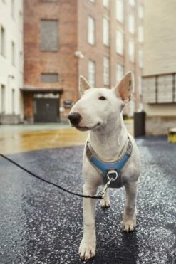 Hurtta Harnas Venture No-Pull Bilber -Beeztees Verkoop 2024 6410329340550 met hond 2