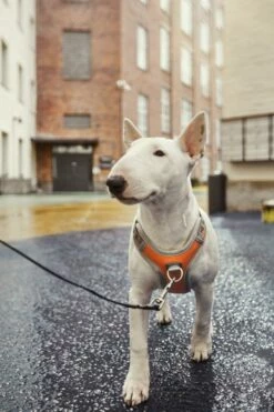 Hurtta Harnas Venture No-Pull Buckthorn 7 Hurtta Harnas Venture No-Pull Buckthorn -Beeztees Verkoop 2024 6410329340604 met hond 2