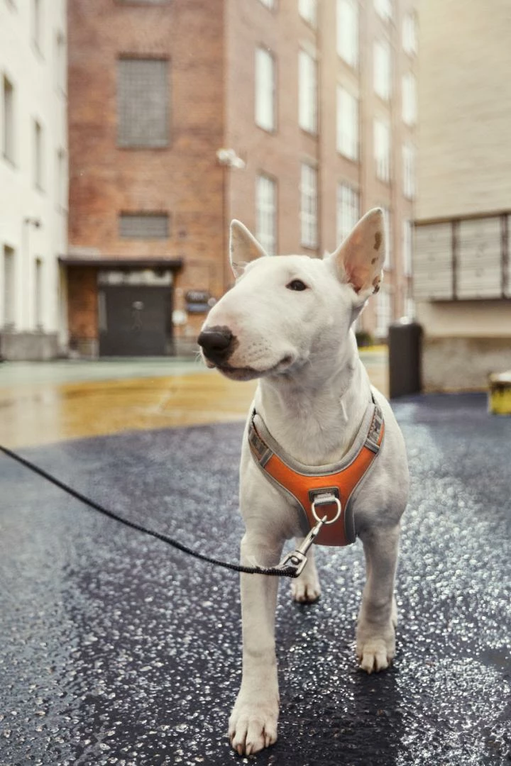 Hurtta Harnas Venture No-Pull Buckthorn 5 Hurtta Harnas Venture No-Pull Buckthorn - Afbeelding 3