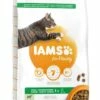 IAMS Kattenvoer Adult Lamb 10 Kg 2 IAMS Kattenvoer Adult Lamb 10 Kg -Beeztees Verkoop 2024 8710255127200 2