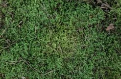 ESVE Scharrelmos Voor Pluimvee 7 ESVE Scharrelmos Voor Pluimvee -Beeztees Verkoop 2024 8715001205508 2