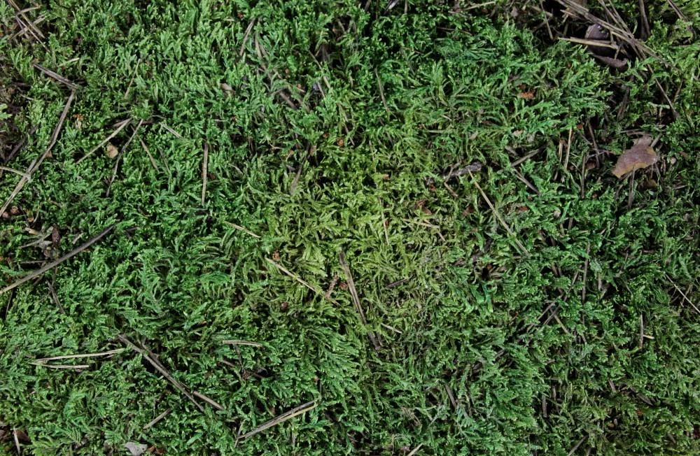 ESVE Scharrelmos Voor Pluimvee 5 ESVE Scharrelmos Voor Pluimvee - Afbeelding 3