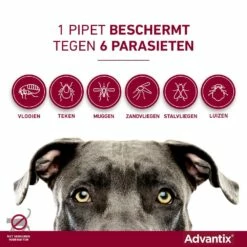 Advantix 600 4 Pipetten -Beeztees Verkoop 2024 Advantix pipettegen6parasieten 5