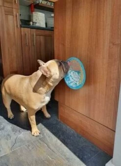 Lickimat Splash Turquoise 19 Cm 7 Lickimat Splash Turquoise 19 Cm -Beeztees Verkoop 2024 Lickimat 3