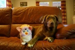 PawStory Hondenspeelgoed Furrby -Beeztees Verkoop 2024 PawStory Toy Collection 25