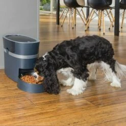 PetSafe Staywell Voederautomaat Smartfeed -Beeztees Verkoop 2024 petsafe voederautomaat smart feed voor hond en kat 3