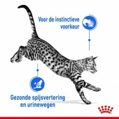 Royal Canin Kattenvoer Indoor In Gravy 12 X 85 Gr -Beeztees Verkoop 2024 royal canin indoor sterilised gravy volwassen kat binnenkatten hero usp 1