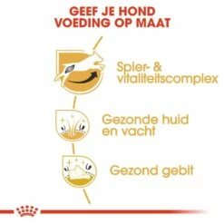 Royal Canin Hondenvoer Jack Russell Adult 1,5 Kg -Beeztees Verkoop 2024 royal canin jack russell terrier adult volwassen hond jack russell terrier vanaf 10 maanden hero usp