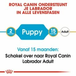 Royal Canin Hondenvoer Labrador Retriever Puppy 12 Kg -Beeztees Verkoop 2024 royal canin labrador retriever junior pup hond labrador retriever hero image 9