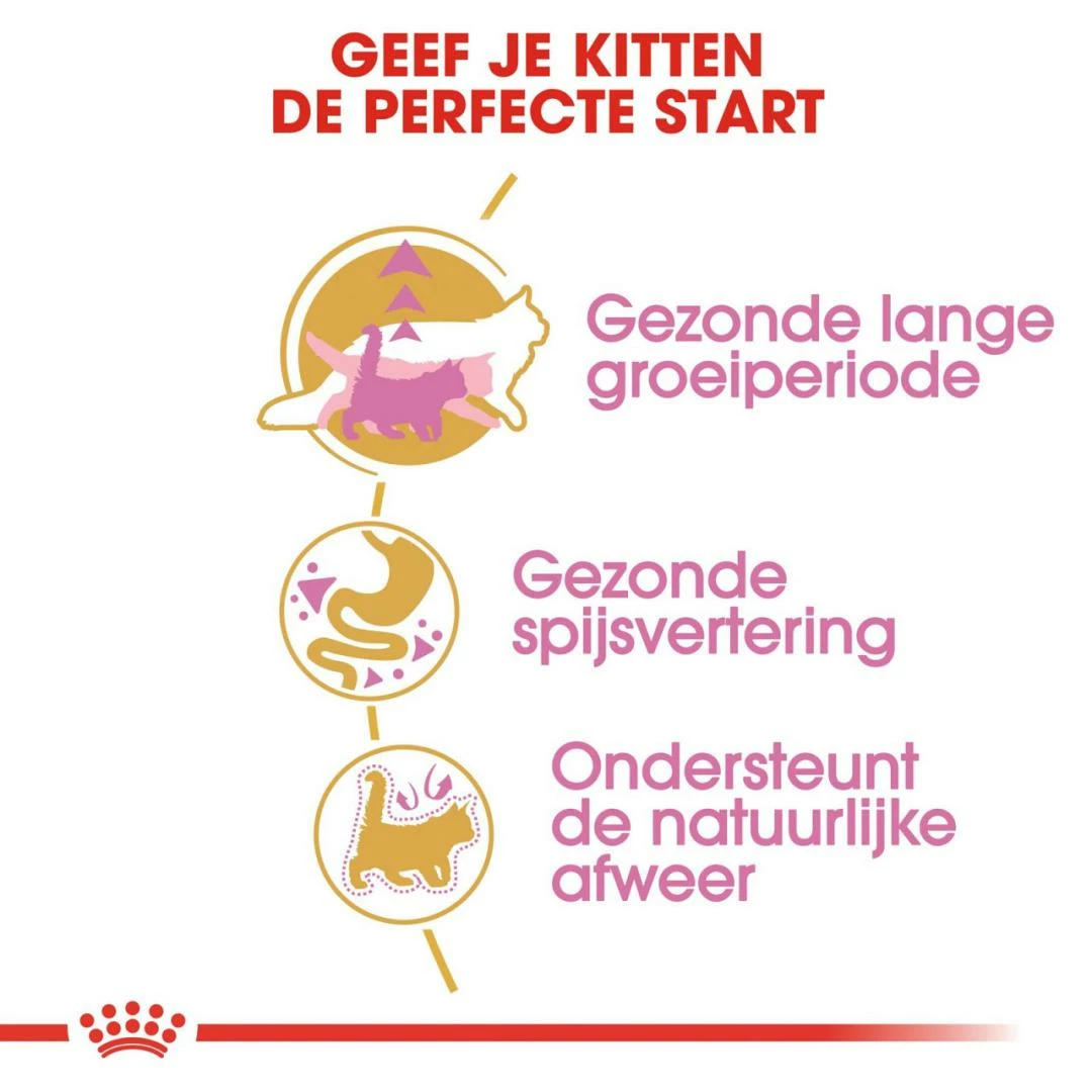 Royal Canin Kattenvoer Maine Coon Kitten 2 Kg 5 Royal Canin Kattenvoer Maine Coon Kitten 2 Kg - Afbeelding 3