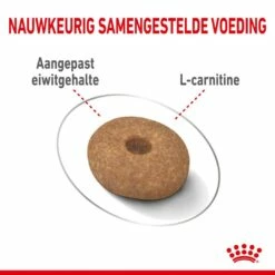 Royal Canin Hondenvoer Light Weight Care Mini 3 Kg -Beeztees Verkoop 2024 royal canin mini light weight care volwassen hond gezond gewicht kleine hondenrassen hero kibble