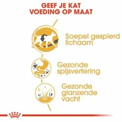 Royal Canin Kattenvoer Siamese Adult 2 Kg -Beeztees Verkoop 2024 royal canin siamese adult volwassen kat siamees van 1 tot 12 jaar hero usp