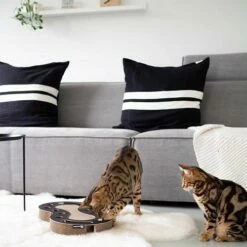 District 70 SNAKE Black -Beeztees Verkoop 2024 snake zwart 2