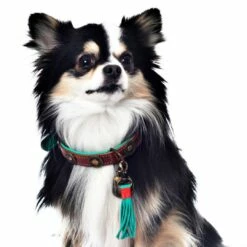 Dog With A Mission Halsband Urban -Beeztees Verkoop 2024 urban 2cm halsband2