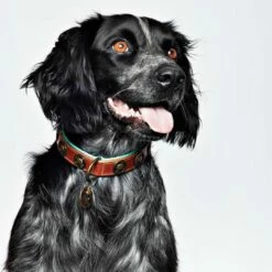 Dog With A Mission Halsband Urban -Beeztees Verkoop 2024 urban25cm halsband2